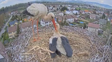 Obraz podglądu z kamery internetowej Storks Vrchlabí